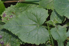 Lunaria annua annua