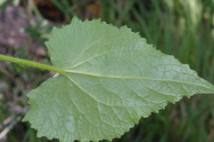 Lunaria annua annua