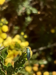 Melobasis obscurella