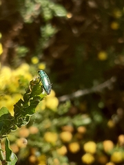 Melobasis obscurella