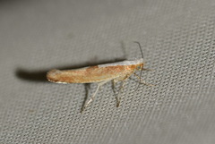 Argyresthia semitestacella
