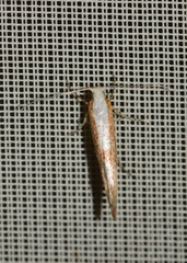 Argyresthia semitestacella