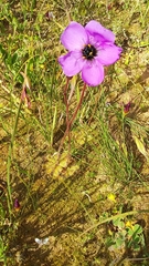 Drosera pauciflora