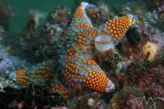 Asterodiscides truncatus