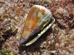 Conus flavidus