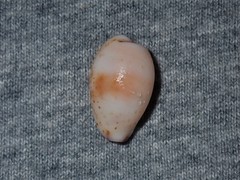 Purpuradusta hammondae