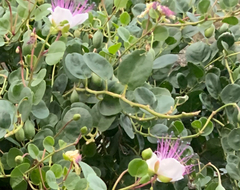Capparis spinosa