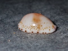 Purpuradusta hammondae