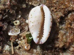 Purpuradusta hammondae