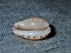 Purpuradusta hammondae