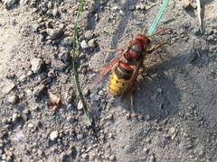 Vespa crabro