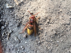 Vespa crabro