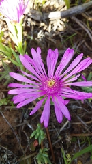 Lampranthus sociorum