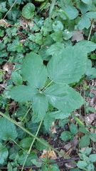 Rubus orthostachys