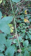 Rubus orthostachys