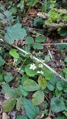Rubus orthostachys