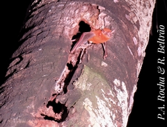 Noctilio albiventris