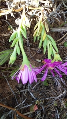 Lampranthus sociorum