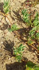 Lampranthus sociorum