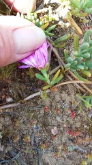 Lampranthus sociorum