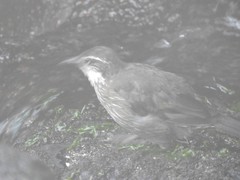 Cinclodes nigrofumosus