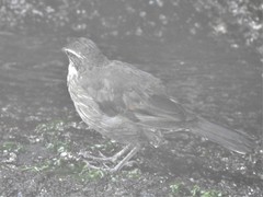 Cinclodes nigrofumosus