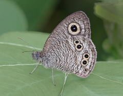 Ypthima baldus madrasa