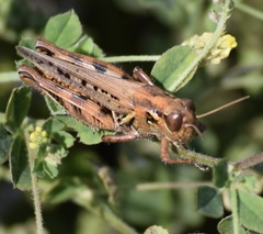 Melanoplus devastator