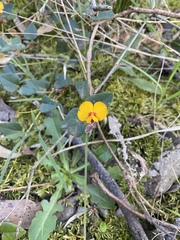 Platylobium infecundum