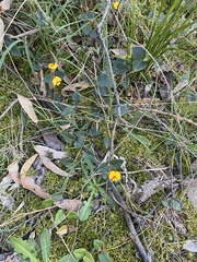 Platylobium infecundum