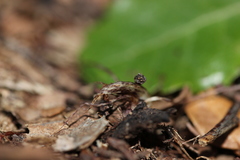 Corybas cryptanthus