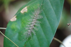 Tanaecia