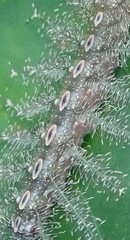 Tanaecia
