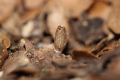 Corybas cryptanthus