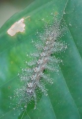 Tanaecia