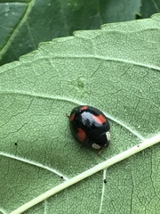 Harmonia axyridis