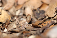 Corybas cryptanthus