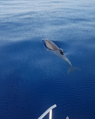 Delphininae