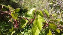 Calystegia marginata