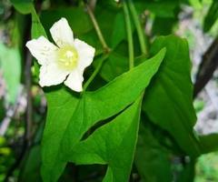 Calystegia marginata