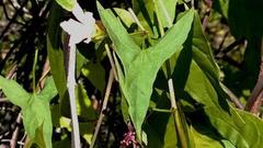 Calystegia marginata