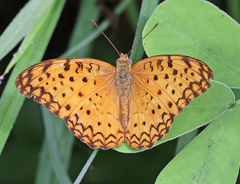 Phalanta phalantha phalantha