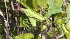 Calystegia marginata