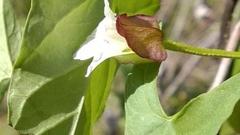 Calystegia marginata