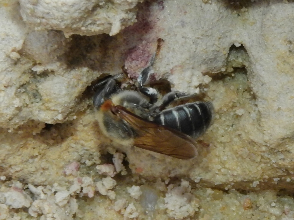 Melipona compressipes