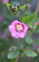 Howittia trilocularis