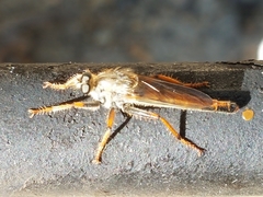 Stenopogoninae