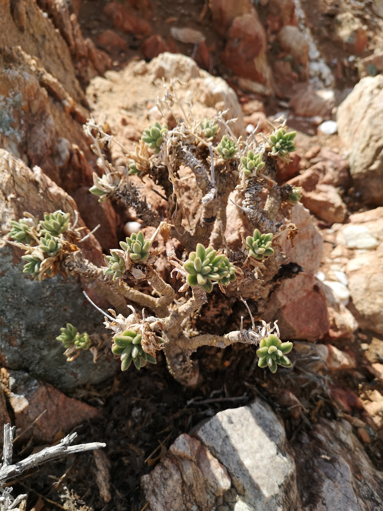 Tylecodon racemosus (L.) Toelken 2