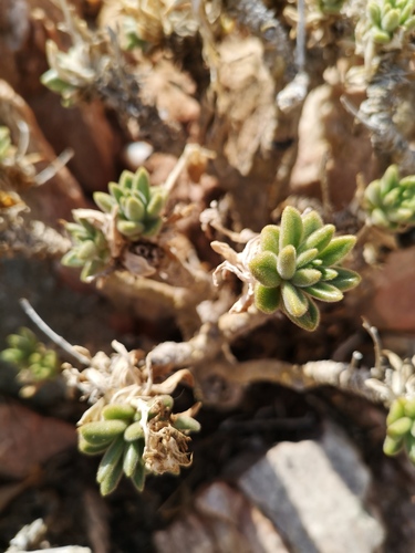 Tylecodon racemosus