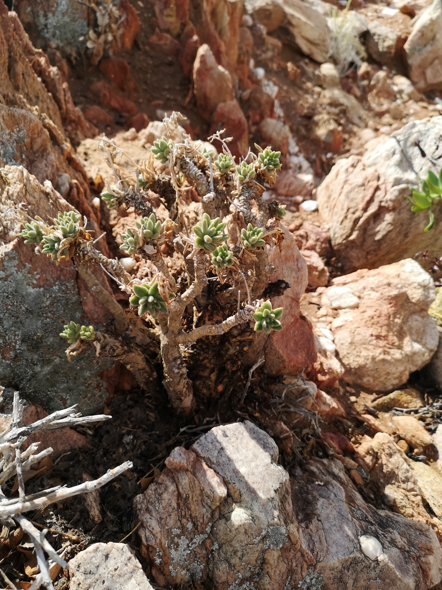 Tylecodon racemosus (L.) Toelken 3
